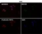 Anti-PFKFB3 Monoclonal Antibody
